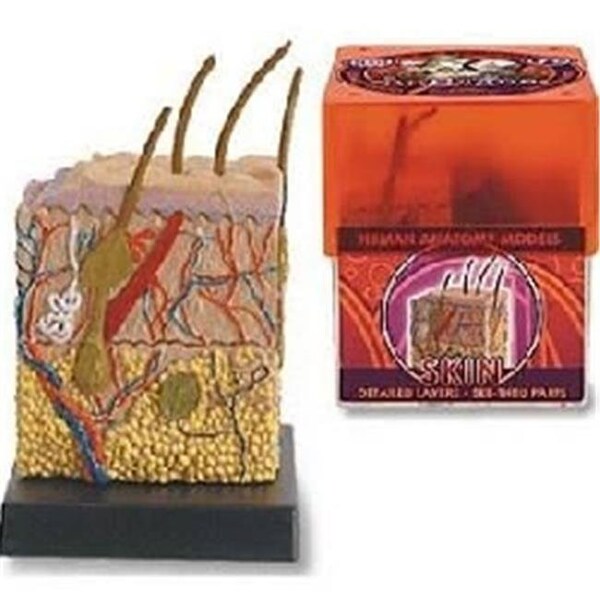 Tedco Toys 32370-SKI Bio Signs Skin Anatomy Model 32370SK - main